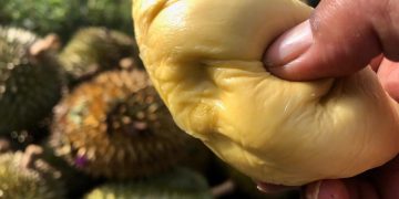 Legit Durian Geumpang