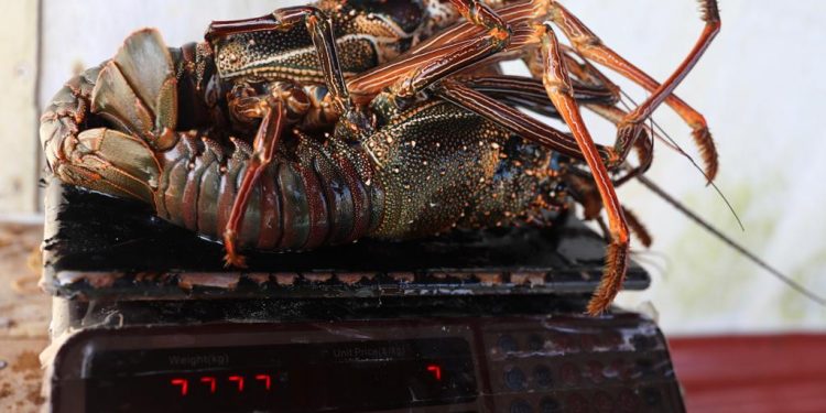 Foto: Lahok dari Simeulue