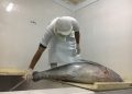 Eksportir Tuna Aceh Terancam Bangkrut