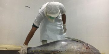 Eksportir Tuna Aceh Terancam Bangkrut
