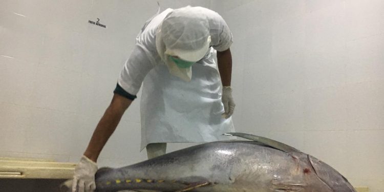 Eksportir Tuna Aceh Terancam Bangkrut