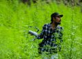 Pewarta di Ladang Ganja