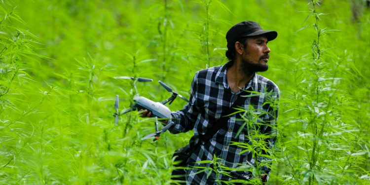 Pewarta di Ladang Ganja