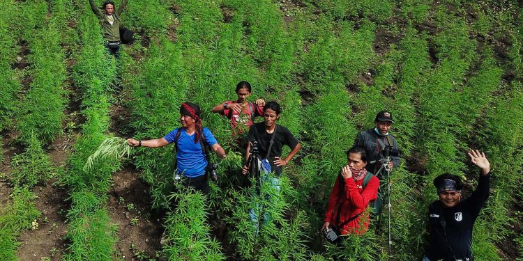 Pewarta di Ladang Ganja
