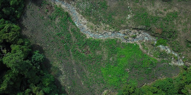 Pewarta di Ladang Ganja
