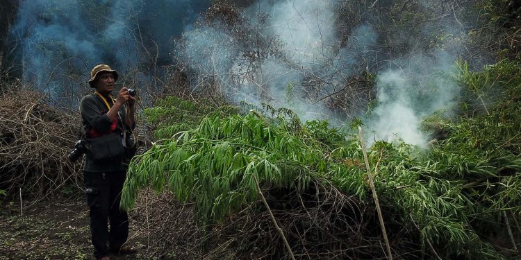 Pewarta di Ladang Ganja