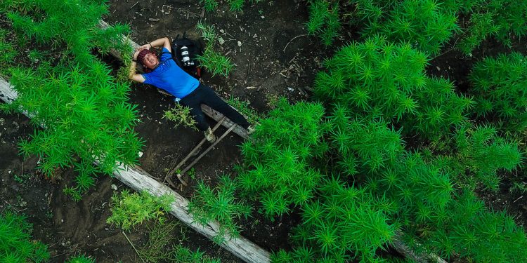 Pewarta di Ladang Ganja