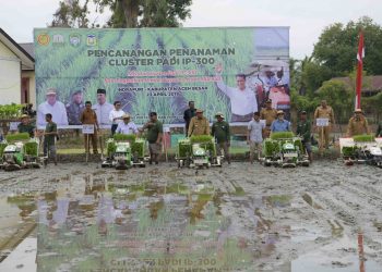 Plt Gubernur: Aceh Surplus Gabah 1,3 ton per Tahun