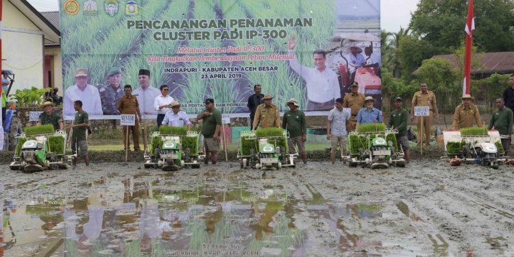 Plt Gubernur: Aceh Surplus Gabah 1,3 ton per Tahun