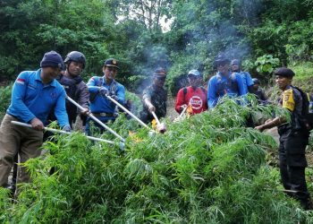 BNN Temukan 40 Ribu Batang Ganja di Aceh Selatan