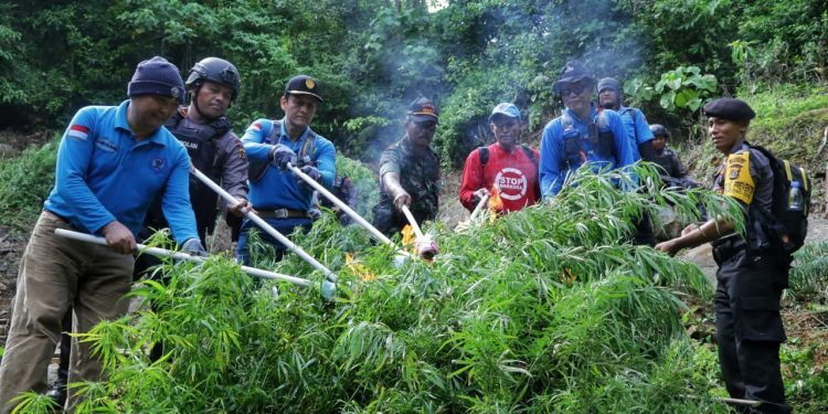 BNN Temukan 40 Ribu Batang Ganja di Aceh Selatan