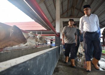 Plt Gubernur Tinjau Peternakan Ie Suum
