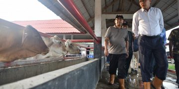 Plt Gubernur Tinjau Peternakan Ie Suum