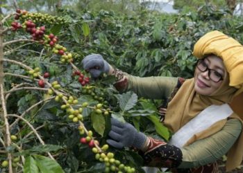 Cerita dari Kebun Kopi