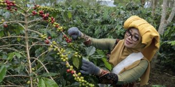 Cerita dari Kebun Kopi