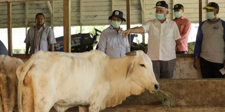 Sekda Instruksikan UPTD-IBI Saree Tingkatkan Kinerja