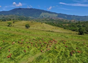 Plt Gubernur Aceh Tinjau Peternakan Sapi Indra Puri