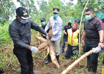 Plt Gubernur Panen Perdana Ubi dan Kacang Tanah di Aceh Timur