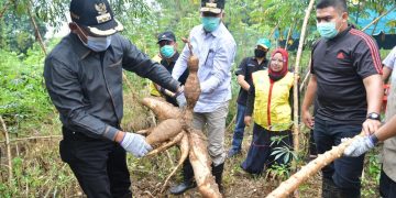 Plt Gubernur Panen Perdana Ubi dan Kacang Tanah di Aceh Timur