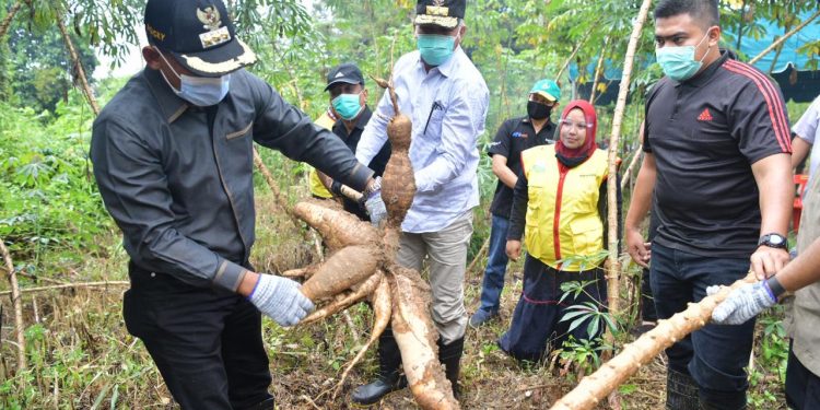 Plt Gubernur Panen Perdana Ubi dan Kacang Tanah di Aceh Timur
