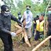 Plt Gubernur Panen Perdana Ubi dan Kacang Tanah di Aceh Timur