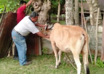 Angka Kesembuhan PMK di Aceh Besar Mencapai 51,774%