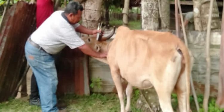 Angka Kesembuhan PMK di Aceh Besar Mencapai 51,774%