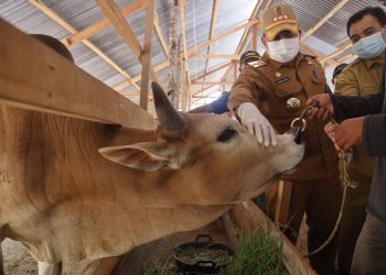 Terus Meningkat, Angka Kesembuhan PMK di Aceh Besar Mencapai 75,147 Persen