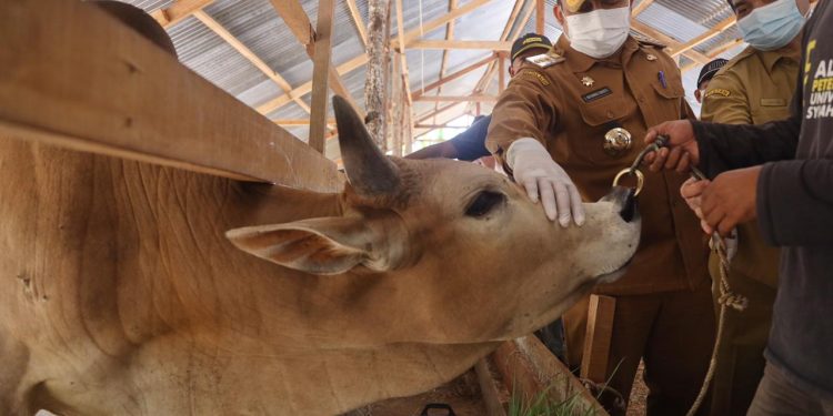 Terus Meningkat, Angka Kesembuhan PMK di Aceh Besar Mencapai 75,147 Persen