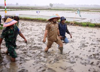 Pj Bupati dan Ketua DPRK Tanam Bersama Demplot Padi di Bueng Pageu