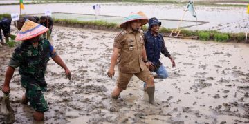 Pj Bupati dan Ketua DPRK Tanam Bersama Demplot Padi di Bueng Pageu