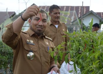 Pj Bupati Panen Cabe di Disnakertrans Aceh Besar