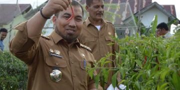 Pj Bupati Panen Cabe di Disnakertrans Aceh Besar