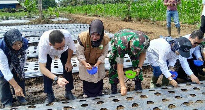 Pj Gubernur Tanam Bawang Merah di Estate Food Korem Teuku Umar