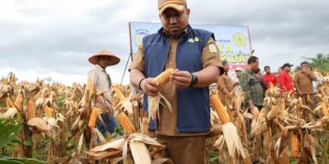 Ikut Panen Raya, Pj Bupati Ajak Masyarakat Aceh Besar Kembangkan Tanaman Jagung