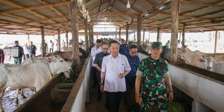 Penjabat Gubernur Tinjau Lahan Pertanian dan Peternakan di Makorem Teuku Umar