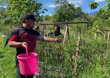 Panen ke-11 kali, Pj Bupati Aceh Besar Petik Cabai Merah di Kantor Disnakertrans
