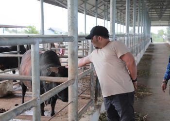 Aceh Besar Punya Potensi Besar Kembangkan Sapi Aceh Berkualitas