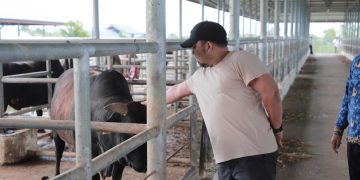 Aceh Besar Punya Potensi Besar Kembangkan Sapi Aceh Berkualitas