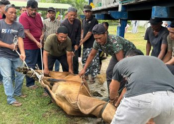 11 ekor lembu dan 5 ekor kambing hewan Qur ban di desa Lamjabat