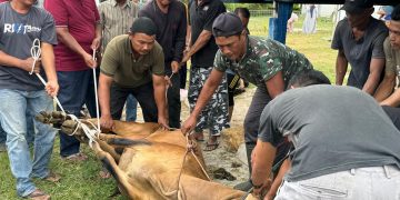11 ekor lembu dan 5 ekor kambing hewan Qur ban di desa Lamjabat