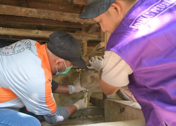 Antisipasi Brucellosis, Disnak Sebar tim ke Seluruh Aceh