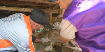 Antisipasi Brucellosis, Disnak Sebar tim ke Seluruh Aceh