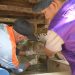 Antisipasi Brucellosis, Disnak Sebar tim ke Seluruh Aceh