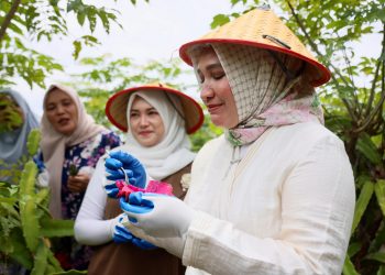 Kak Na: Buah Naga Sabang, _Meucrop_ Barang