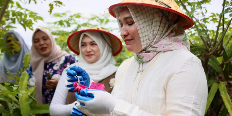 Kak Na: Buah Naga Sabang, _Meucrop_ Barang